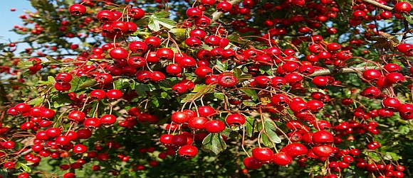 Udruženje građana za zaštitu, sakupljanje i proizvodnju ljekovitog bilja i šumskih plodova“Brusnica“ iz Konjica.