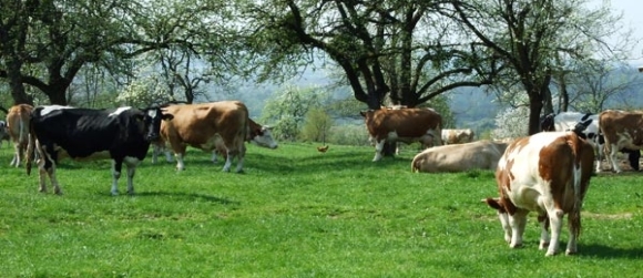 Udruženje građana za proizvodnju mlijeka i mesa «Farmer»